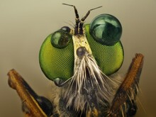 Extreme Sharp And Detailed Macro Of Robber Fly