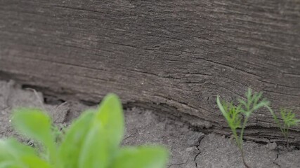 Wall Mural - The green lettuce leaves shoots in rows on garden beds in the vegetable field. Cultivation of vegetables. Agriculture. Gardening in the summer house in the spring and summer season. 