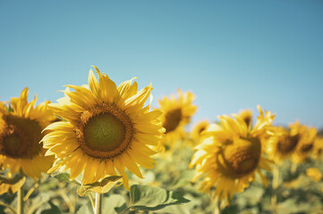 Close up of sun flower against a blue sky on vintage warm tone