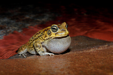 Sticker - Male olive toad (Amietophrynus garmani) calling during the night, South Africa.