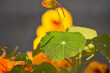 Close up the leaf of nasturtium flowers in summer, Tropaeolum majus