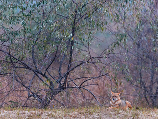 Wall Mural - Golden jackal - CHACAL DORADO (Canis aureus), Danube Delta - DELTA DEL DANUBIO, Ramsar Wetland, Unesco World Heritgage Site, Tulcea County, Romania, Europe