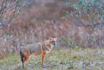 Wall Mural - Golden jackal - CHACAL DORADO (Canis aureus), Danube Delta - DELTA DEL DANUBIO, Ramsar Wetland, Unesco World Heritgage Site, Tulcea County, Romania, Europe