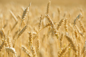 Wall Mural - golden spikelets of wheat in the field close up. Ripe large golden ears of wheat against the yellow background of the field. Close-up, nature. The idea of a rich summer harvest, farming