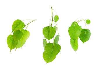 Green tropical leaves set isolated on white background Summer design and nature environment concept (Pho leaf, bo leaf,bodhi leaf)