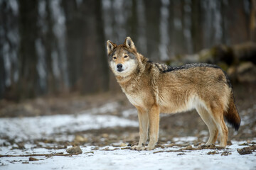 Wall Mural - Close up wolf in winter forest background