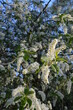 Czeremcha zwyczajna., kwitnący krzew, Padus avium

