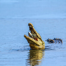 Close-up Of Crocodile Feeding On Fish In Sea