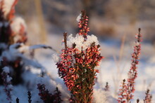 Close-up Of Red Flowering Plants During Winter