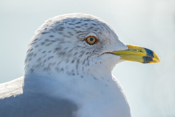 seagull gets a close up head shot on a cold winter day