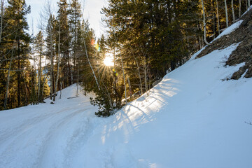 Wall Mural - winter forest with snow