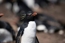 The Rockhopper Penguin (Eudyptes Chrysocome)