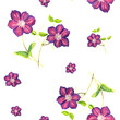 Seamless pattern qith Hand drawn purple Clematis