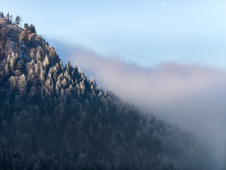 Wall Mural - fog between trees in wintery mountains