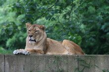  Lioness Resting