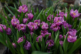 Fototapeta Tulipany - Group of violet purple tulips in the greenhouse