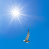 Fototapeta  - closeup seagull fly on the blue sky under a sparkle sun, bird natural background