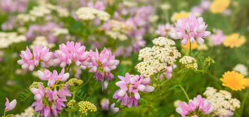 closeup wild prairie flowers in a grass, summer outdoor background