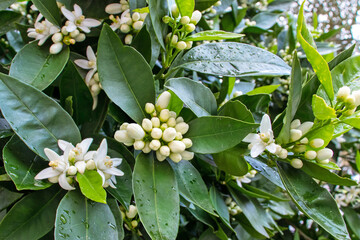 Wall Mural - Orange tree or neroli white fragrant flowers and buds after spring rain.