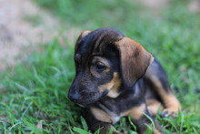 weimaraner