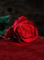 Wall Mural - Vertical view of red rose on dark background.