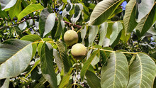 A Branch Of Green Growing Walnuts On A Tree In Summer.
