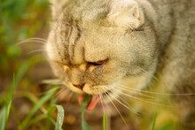 Beautiful Gray Tabby Cat Walks On The Street And Eats Grass. Close-up Portrait Of Animal, Grass And Vitamin For Cat.