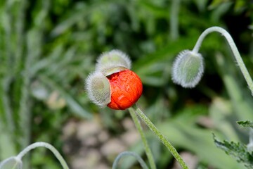 Red poppies in buds.