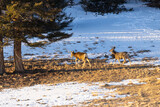 Fototapeta Sawanna - Pair of Buck Mule Deer