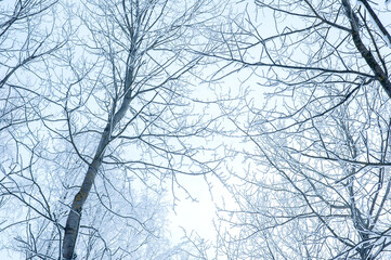 The tops of the trees in the snow and frost.