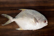 Pompano fish isolated