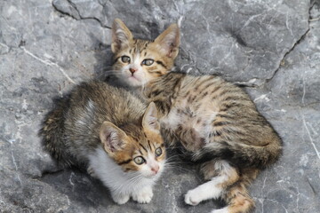 two kitty on the rock. they looked different side 