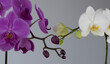 © Vice_Versa - White and purple orchids in touch, reunion, convergence despite differences, diversity