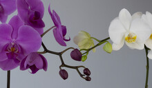 White And Purple Orchids In Touch, Reunion, Convergence Despite Differences, Diversity