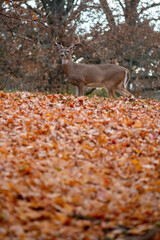 Wall Mural - White-tailed deer buck in fall