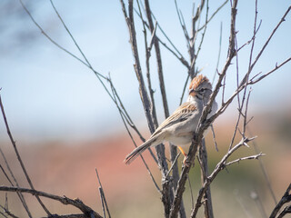 Sparrow bird on a branch