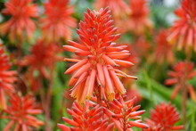 Aloe Vera Flori Poza gratuite - Public Domain Pictures