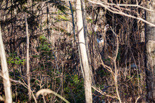 White-tailed Deer (odocoileus Virginianus) Looking Through The Wisconsin Thick Brush