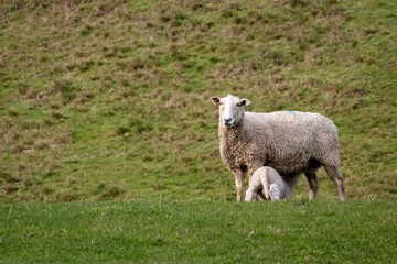 Wall Mural - Sheep and lambs, in a paddock, Pouawa, near Gisborne, New Zealand