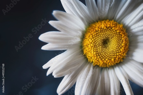 Close-up Of White Daisy Flower Against Black Background
