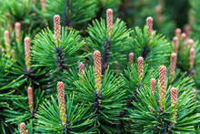 Close-up Of Pine Tree