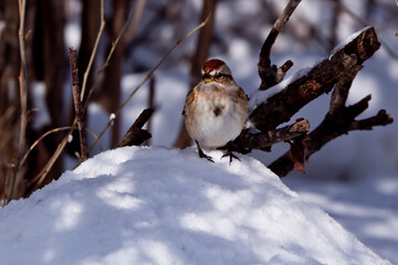 Sparrow on snow drift