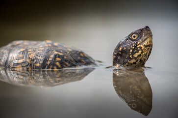 Eastern box turtle taking advantage of a puddle created by summer thunderstorm in northern Massachusetts.  