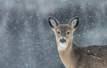 Young White Tailed Deer In Snow
