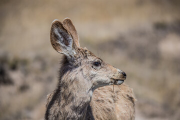 Sticker - young mule deer in field