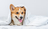 Fototapeta Psy - Pembroke welsh corgi dog lying under white blanket at home. Empty space for text