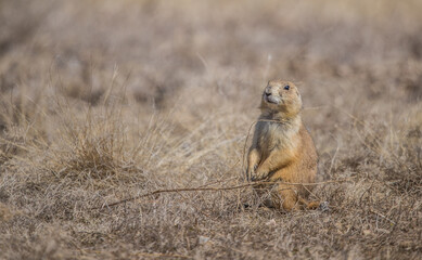 Wall Mural - prairie dog in hole with grasses 