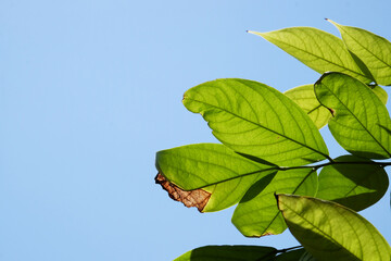 Wall Mural - Close up of green leaf texture