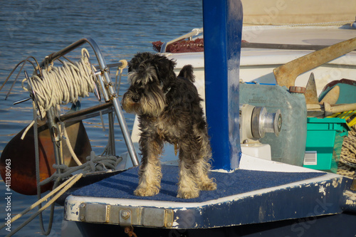View Of Dog On Boat