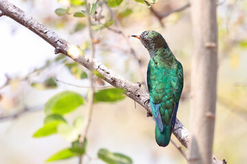 Wall Mural - Male of Asian emerald cuckoo a bird with green feathers is perching on a branch. bird in nature of thailand